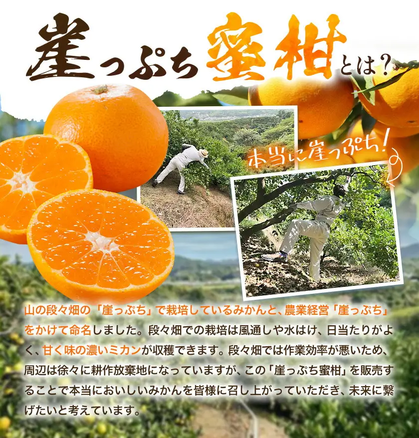 みかん ご家庭用 崖っぷち蜜柑 若野産 約3kg 2S～Lサイズ混合