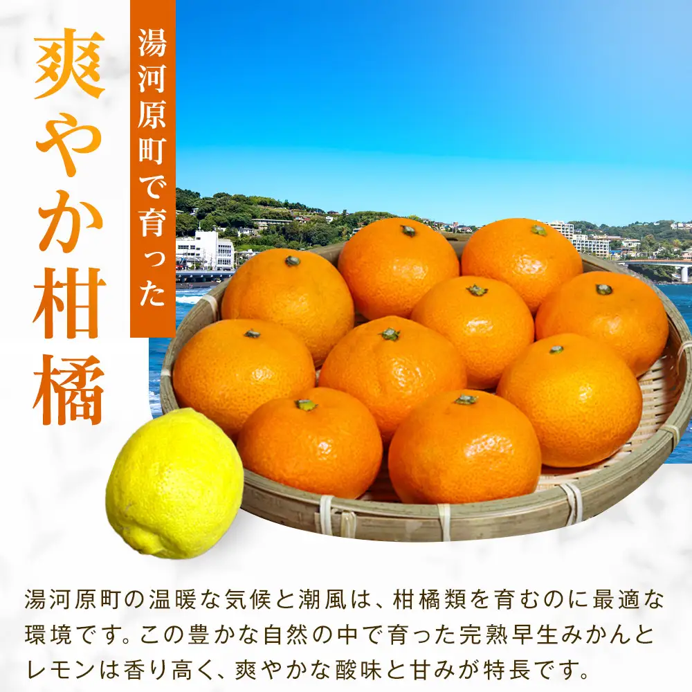 【先行予約】完熟早生みかん５ｋｇと璃の香（レモン）１個【2026年12月下旬以降発送】| 湯河原町 みかん レモン 果物セット フルーツ ギフト 果物