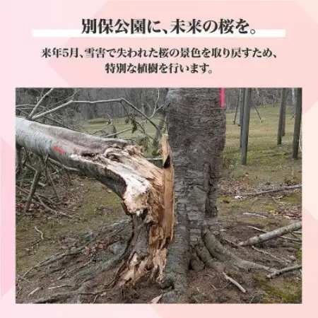【返礼品なし】桜を雪害から復活させたい「日本一遅い桜まつり」応援寄附(1口5,000,000円)