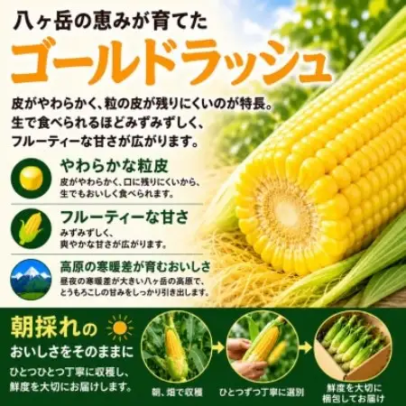 朝採り出荷　長野県茅野市産　とうもろこし　計約4kg【配送不可地域：離島・北海道・沖縄県】【1746415】