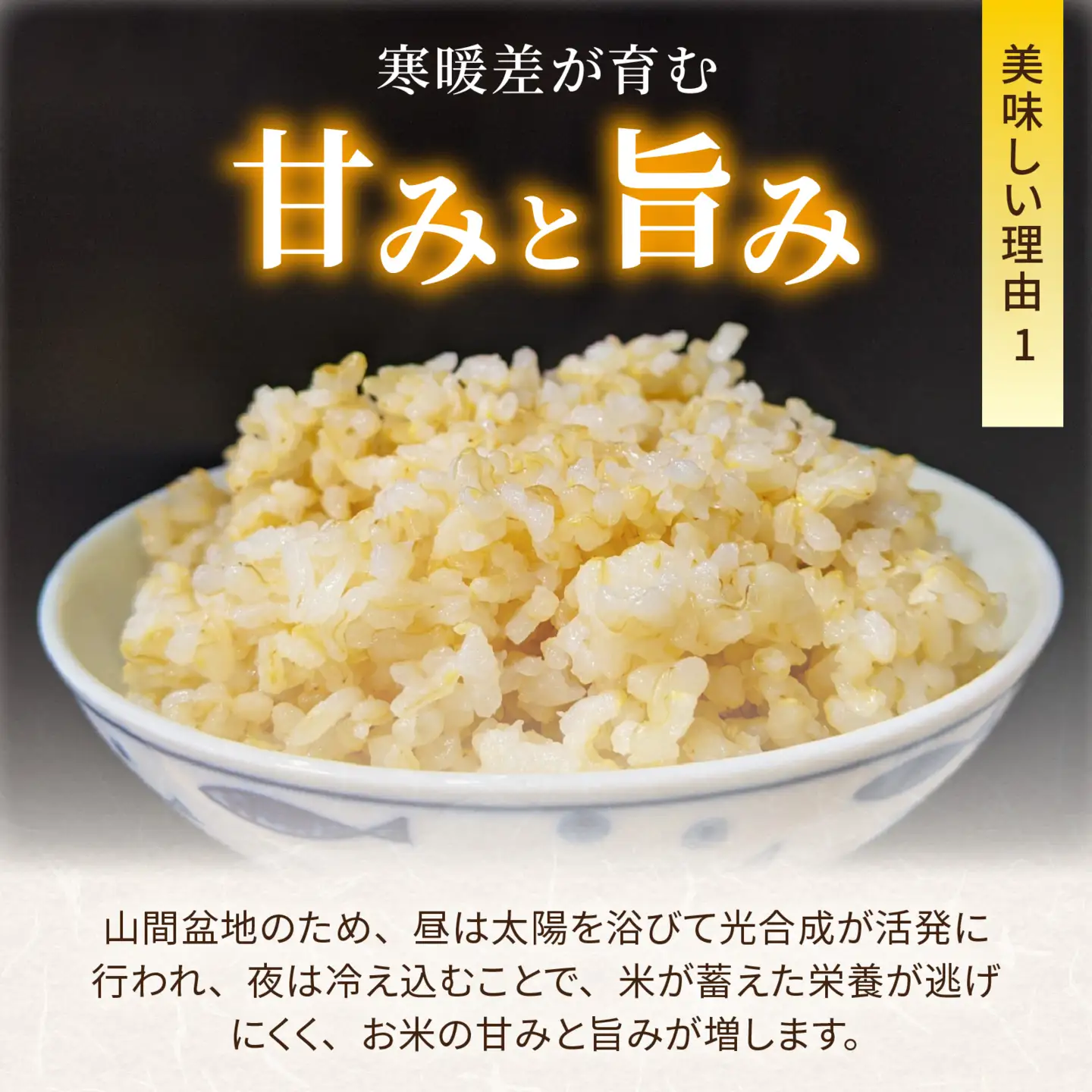 令和8年産 新米 こしひかり 10kg 3回定期便 玄米