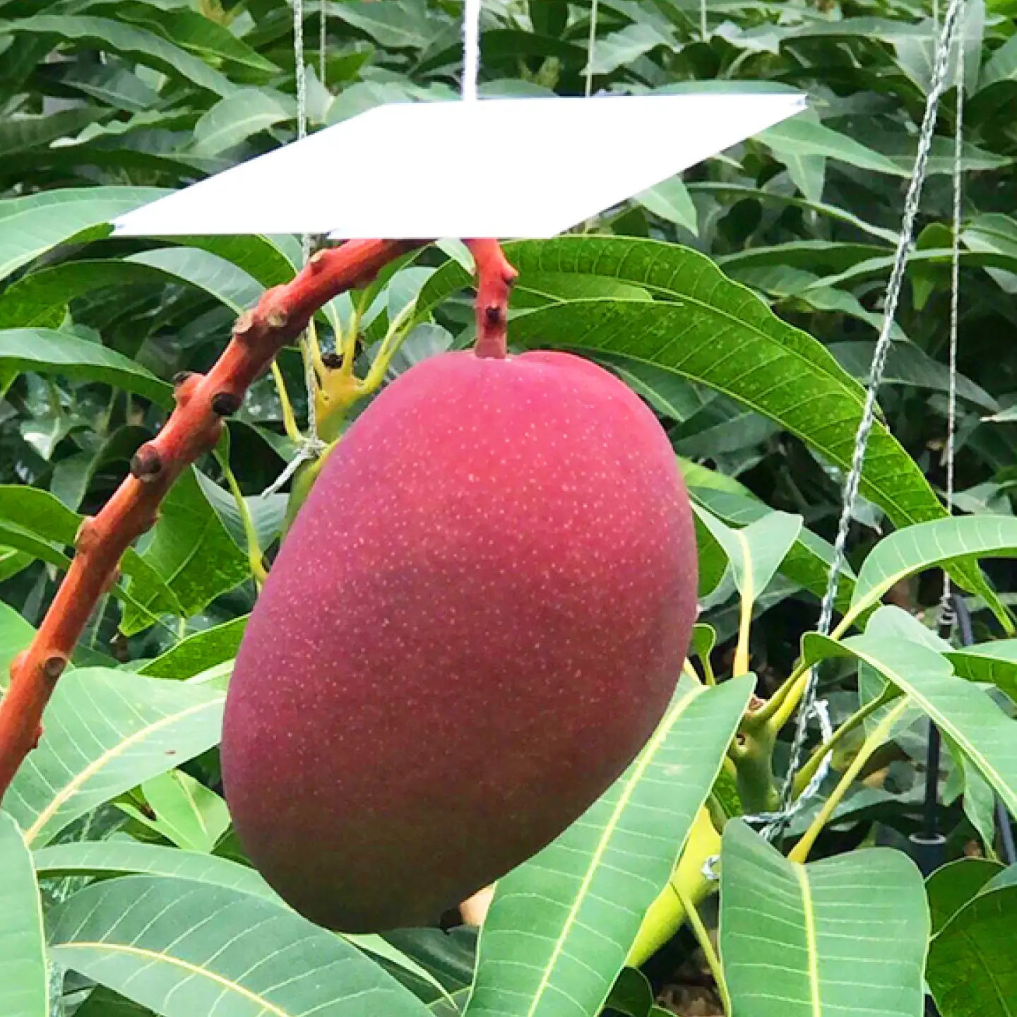 【贈答用】マンゴー 太陽のめぐみ 2kg (化粧箱入り) BCEW002