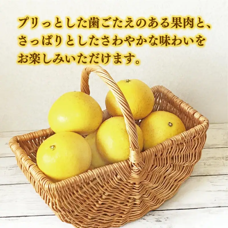【先行予約：2026年12月中旬～発送】 訳あり 土佐文旦 8kg くらもとファーム 愛媛県 愛南町
