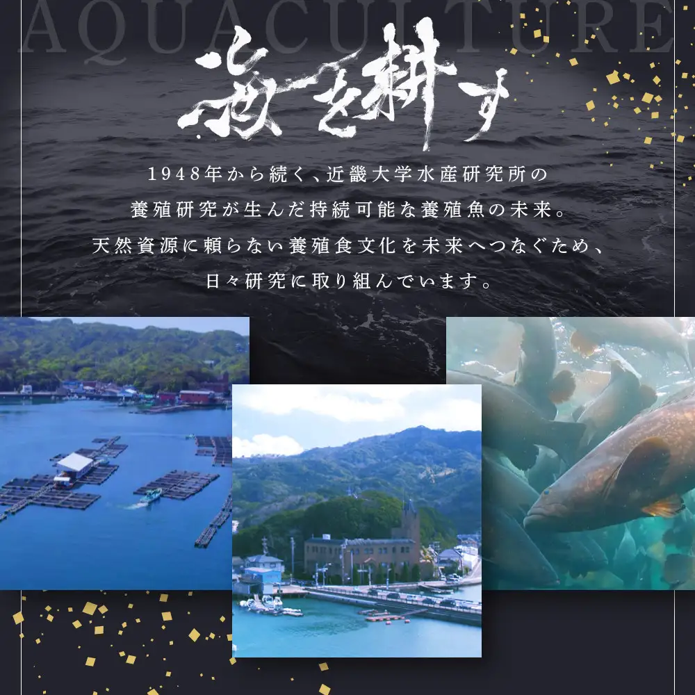 近大クエタマ鍋セット1kg（2027年2月上旬～2月中旬発送）