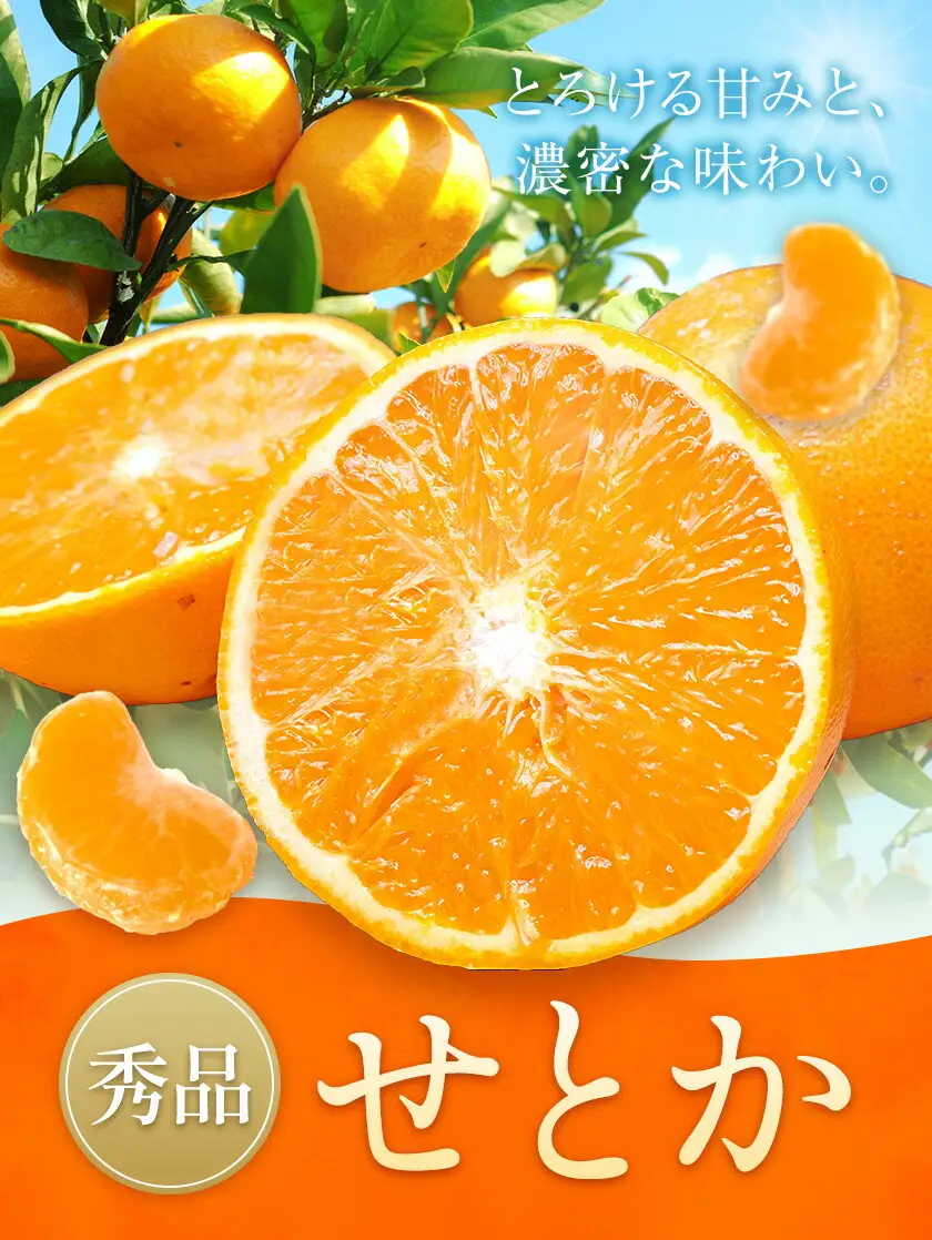 せとか 秀品 5kg