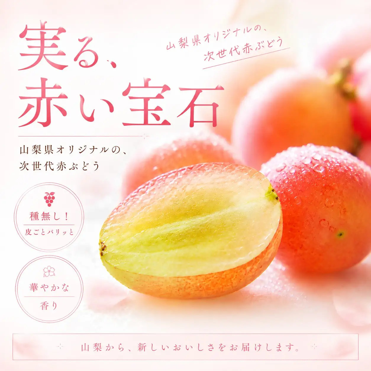 サンシャインレッド 1.2kg以上（2～3房）山梨県産 希少 赤系ぶどう シャインマスカット系 山梨県甲州市 産地直送【2026年発送】（ORJ）C1-805 サンシャインレッド フルーツ
