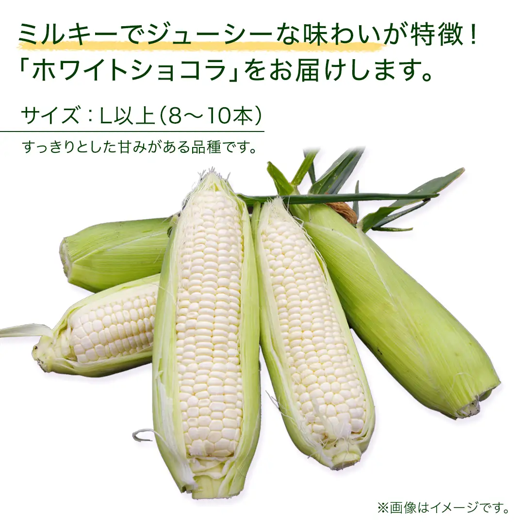 【8月下旬発送開始】とうもろこし ホワイトショコラ 3kg（8～10本） [BT006tu]