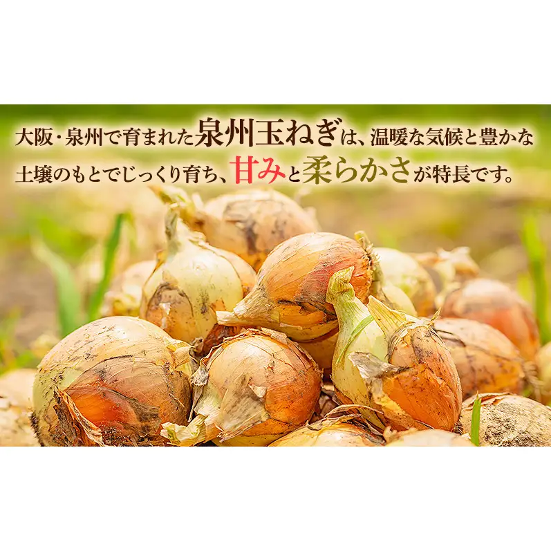 玉ねぎ10kg 野菜 玉葱 たまねぎ 泉州玉ねぎ 旬 旬の味覚 サラダ 料理 岸和田 岸和田市