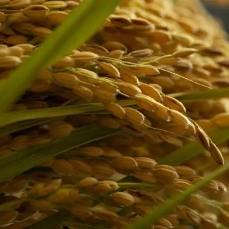 【毎月定期便】京都府産「京の豆っこ米」 精米5kg　おいしい丹後のコシヒカリ全9回【4088000】