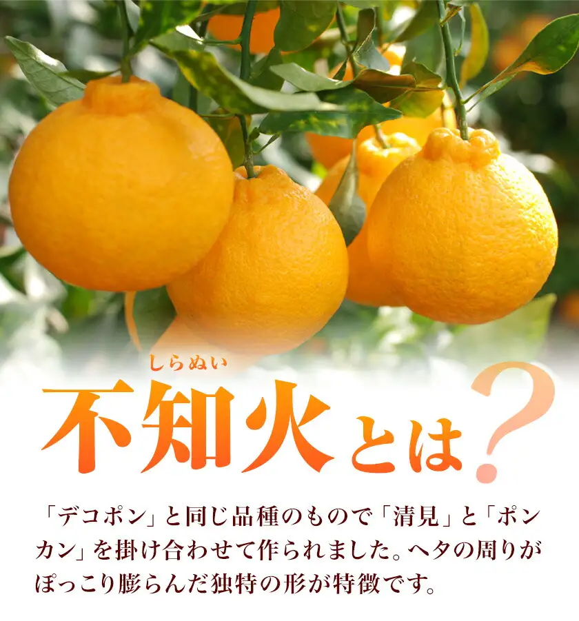 不知火 秀品 約2kg 20玉前後 農園誉 しらぬい