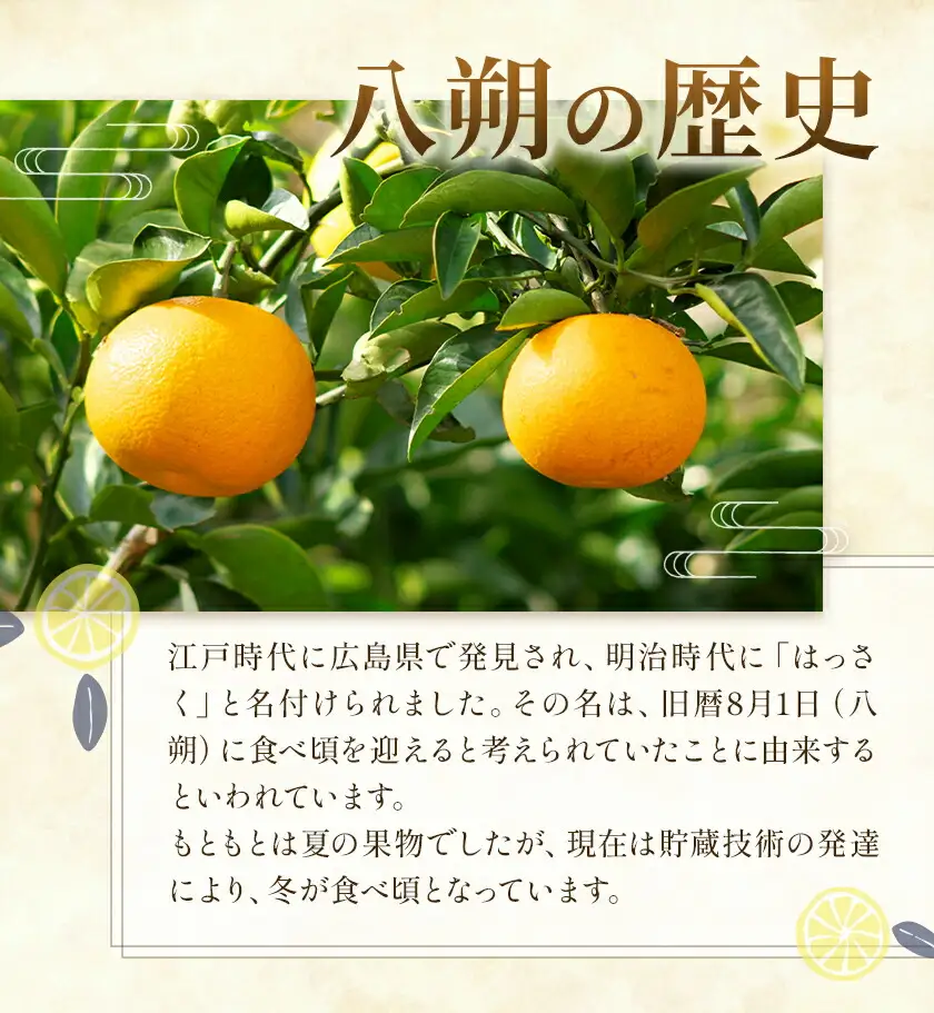 八朔 約10kg (約30玉前後) 農園誉 はっさく