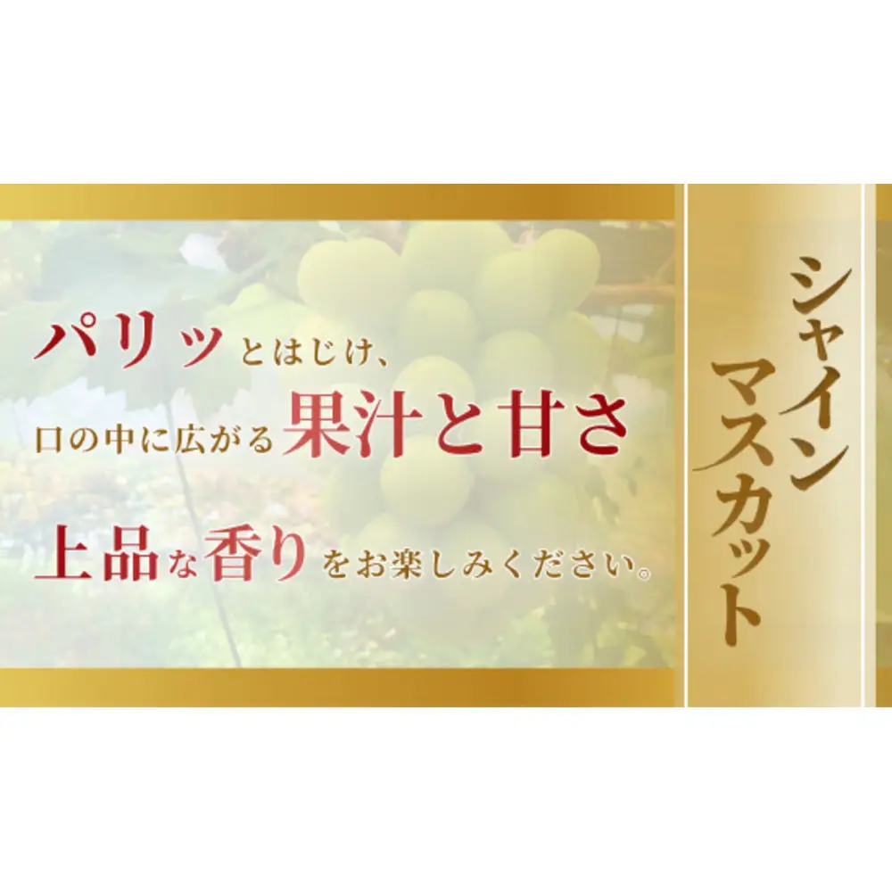 《2026年発送》岡山市産シャインマスカット 600g以上 １房
