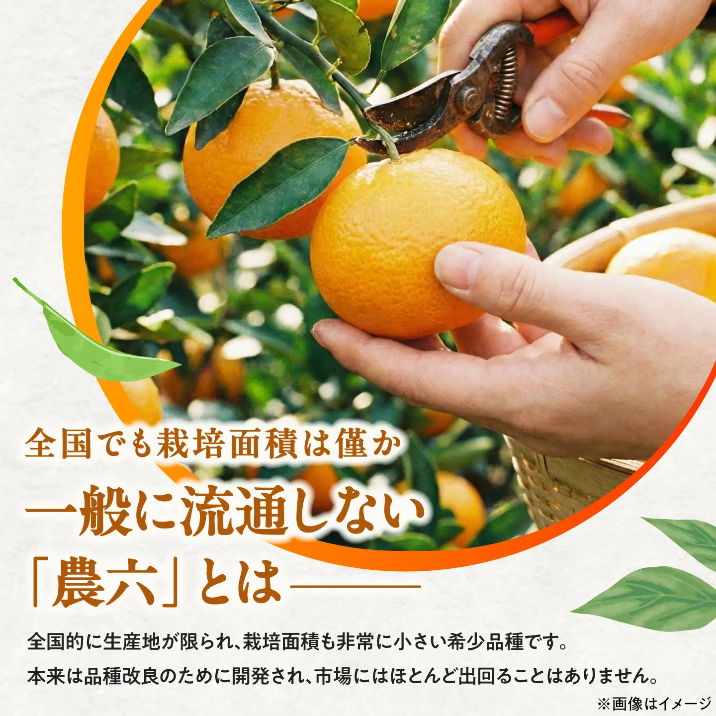 みかん 農六 約10kg【2月上旬から3月下旬まで順次発送】 / フルーツ 果物 蜜柑 ミカン オレンジ 小玉 甘い 先行予約 10kg 愛媛 / 愛媛県砥部町/和氣隆司[BJBF004]