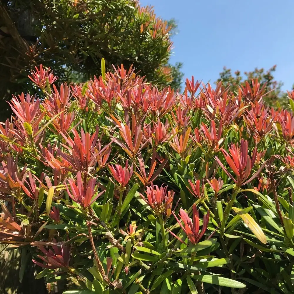 赤芽 イヌマキ  「匝瑳（ソウサ）」《高さ：90～100cm程度》