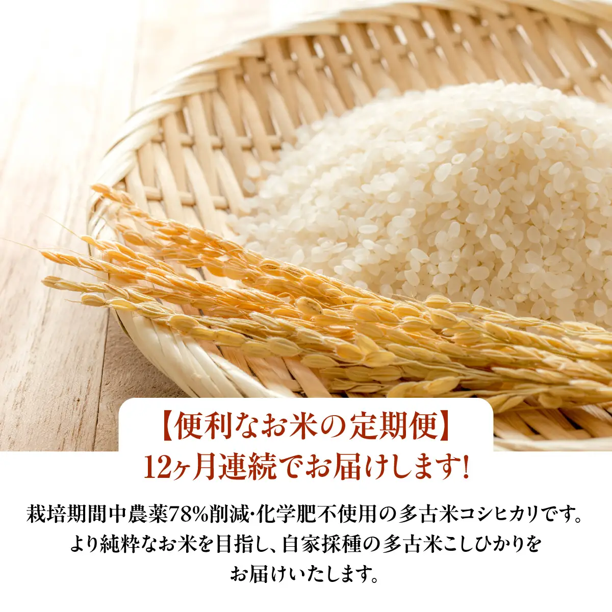 【定期便】化学肥料一切不使用！特別栽培米多古米「コシヒカリ」白米10kgx12回　TAKJ007／ふるさと納税 多古米 コシヒカリ 白米 玄米 10㎏ 化学肥料不使用 定期便  千葉県産 多古町 送料無料