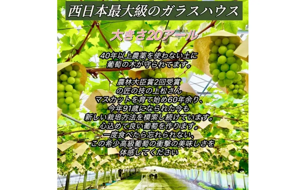 【8月中旬から発送】 2026年 岡山産ぶどう3種 食べ比べ 宝石箱 クイーンニーナ シャインマスカット マイハート 粒だけ18粒 長方形化粧箱 農林大臣賞2回受賞  岡山 果物 フルーツ  数量限定 【箱カラー：ゴールド】