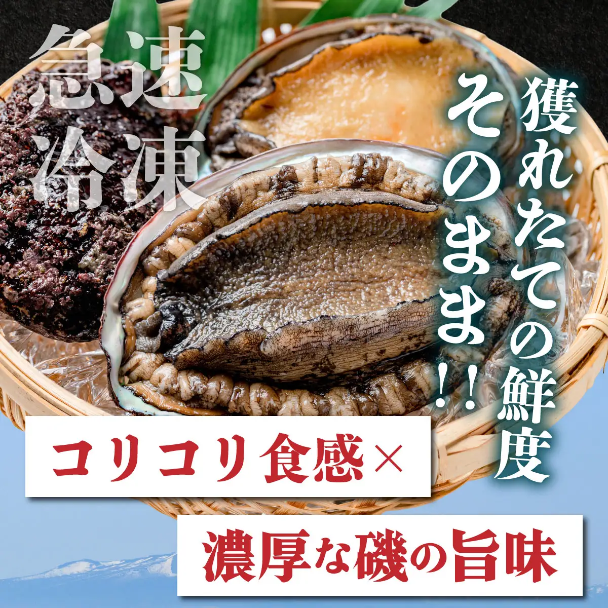 天然 蝦夷あわび 計1kg 【mh-0909】