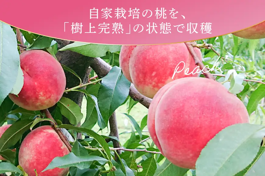 桃 冷凍 コンポート 2種 500g × 3パック