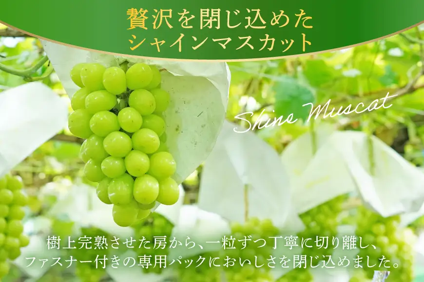 シャインマスカット 冷凍 300g × 3パック