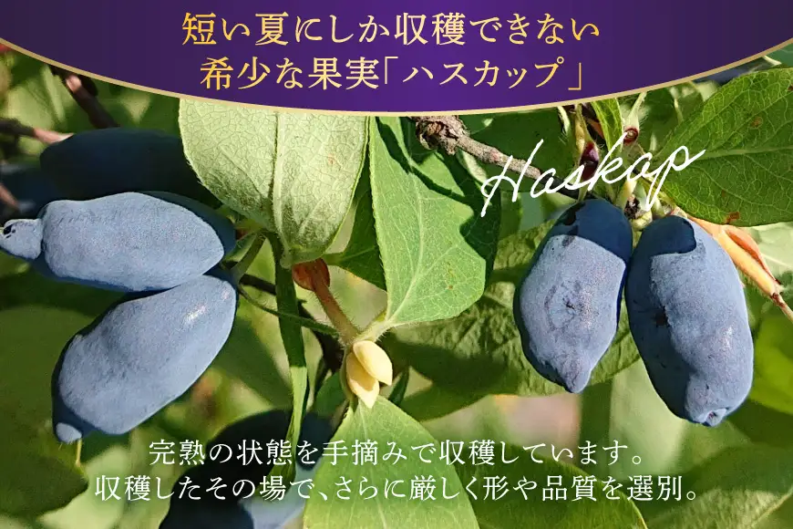 ハスカップ 冷凍 500g × 2 計 1kg