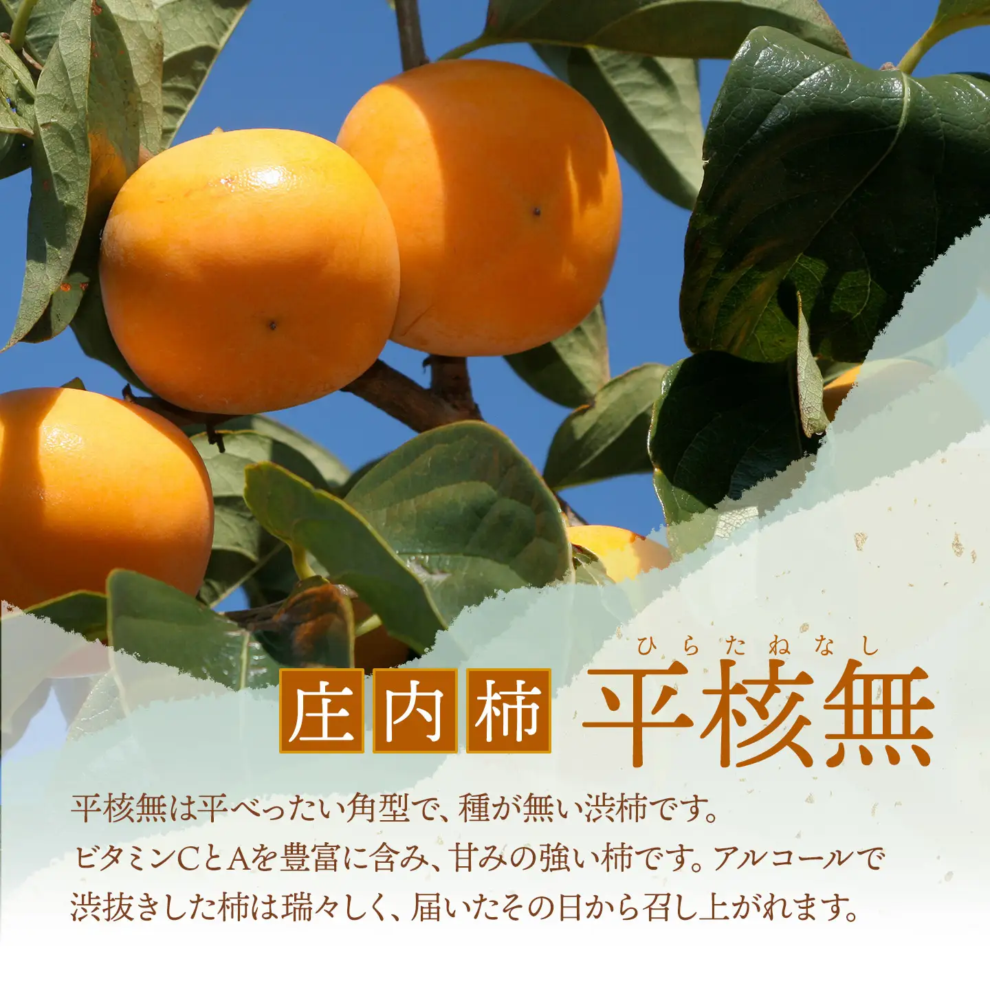 【令和8年産先行予約】　庄内柿　平核無　5kg（30～36玉）　山形県鶴岡市　わたなべフルーツファクトリー　| 柿 カキ 平核無柿 ひらたねなしかき 種無し柿 旬 期間限定 産地直送 果物 フルーツ 甘い おいしい おすすめ お取り寄せ 返礼品