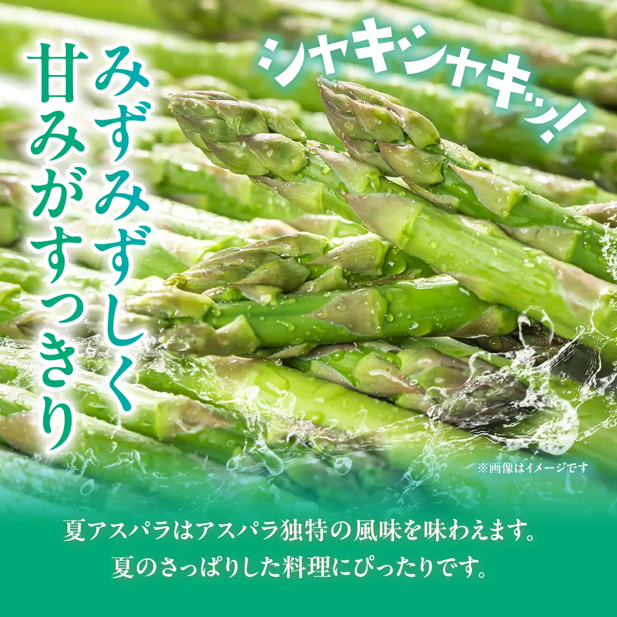 夏アスパラLサイズ 約1kg（150g×7袋入） MKWM005 