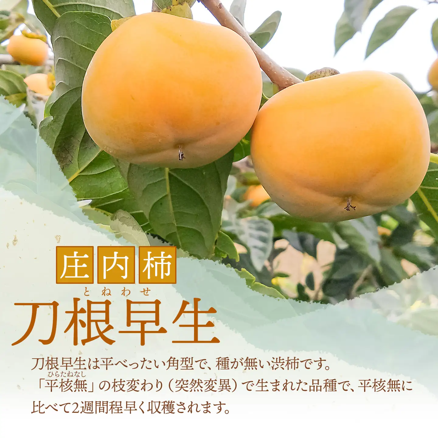 【令和8年産先行予約】　庄内柿　刀根早生　5kg（30～36玉）　山形県鶴岡市　わたなべフルーツファクトリー　| 柿 カキ 刀根早生柿 とねわせがき 種無し柿 旬 期間限定 産地直送 果物 フルーツ 甘い おいしい おすすめ お取り寄せ 返礼品