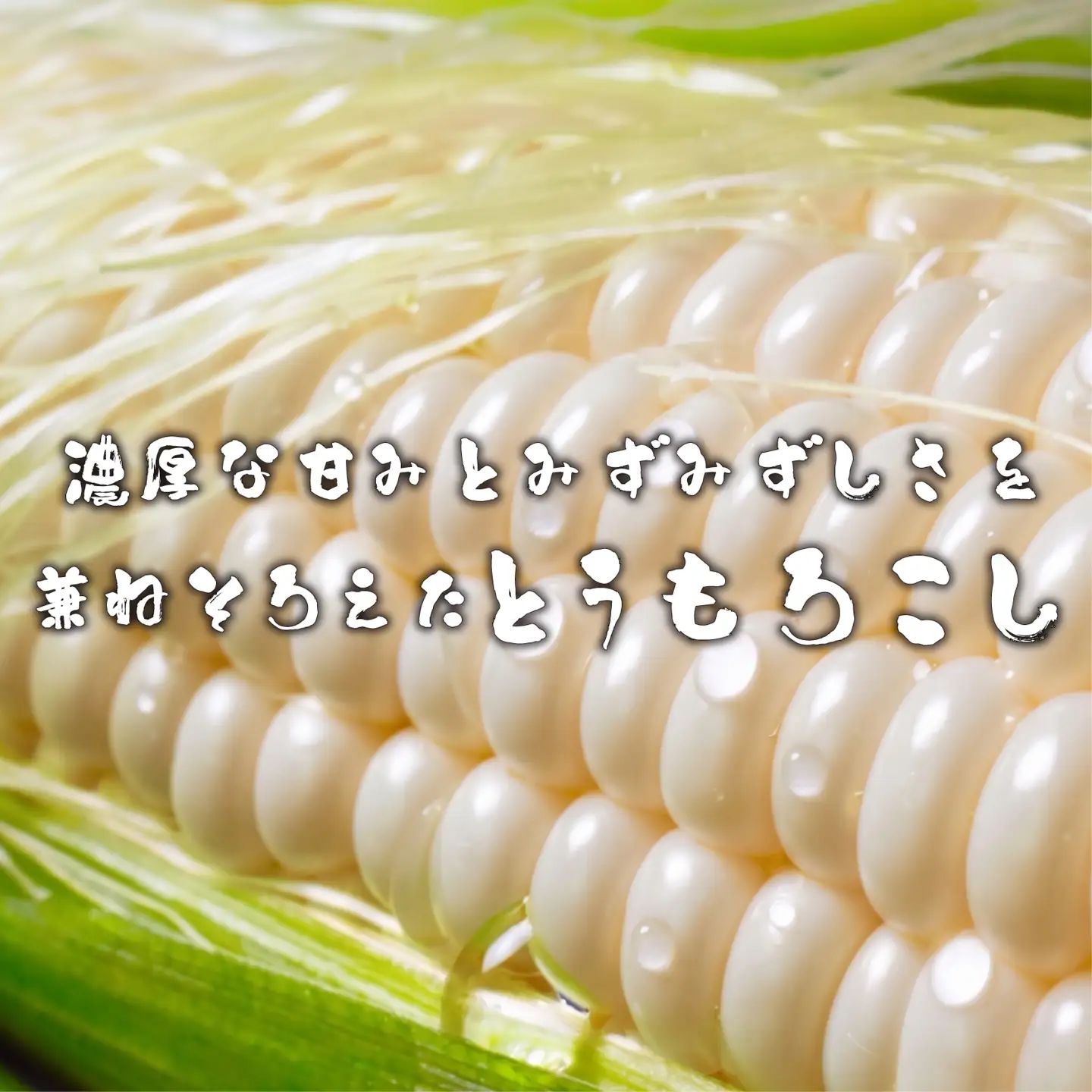 【 先行予約 7月上旬～順次発送】 箱根夏風 とうもろこし ホワイト 10本～12本 約5kg スイートコーン 三島市 静岡県