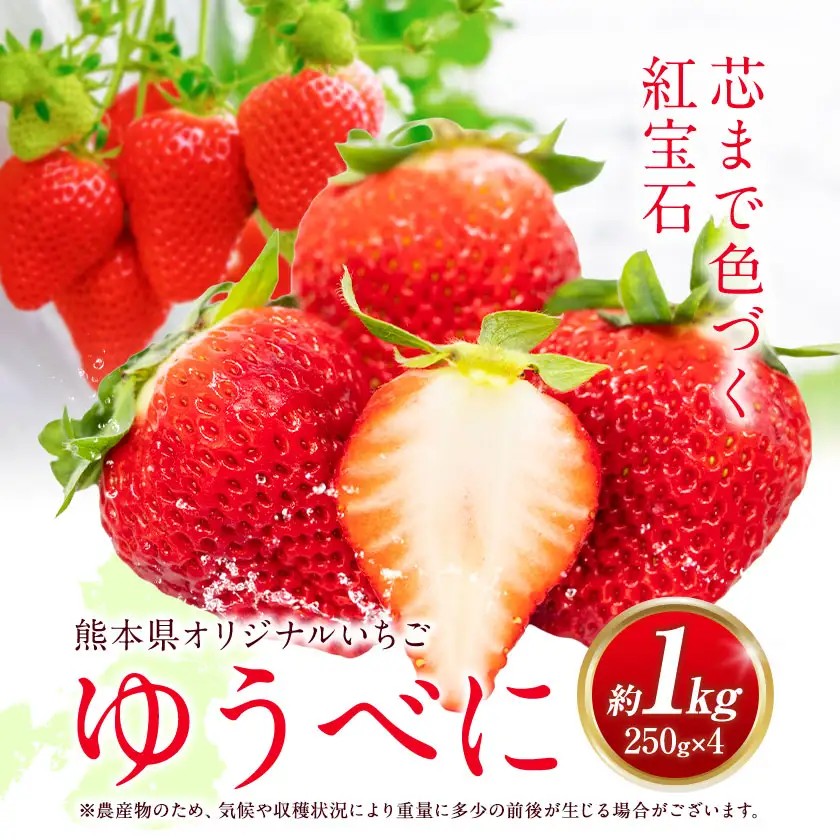 ゆうべに 約1kg 250g×4パック エフビーネット 道の駅竜北《2027年1月上旬-4月中旬頃出荷》