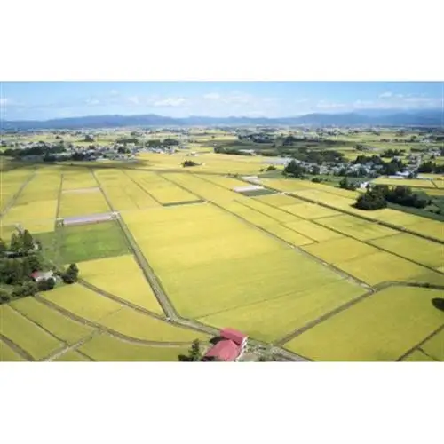 令和7年産　山形県産　つや姫　無洗米　10kg(5kg×2)【1746689】