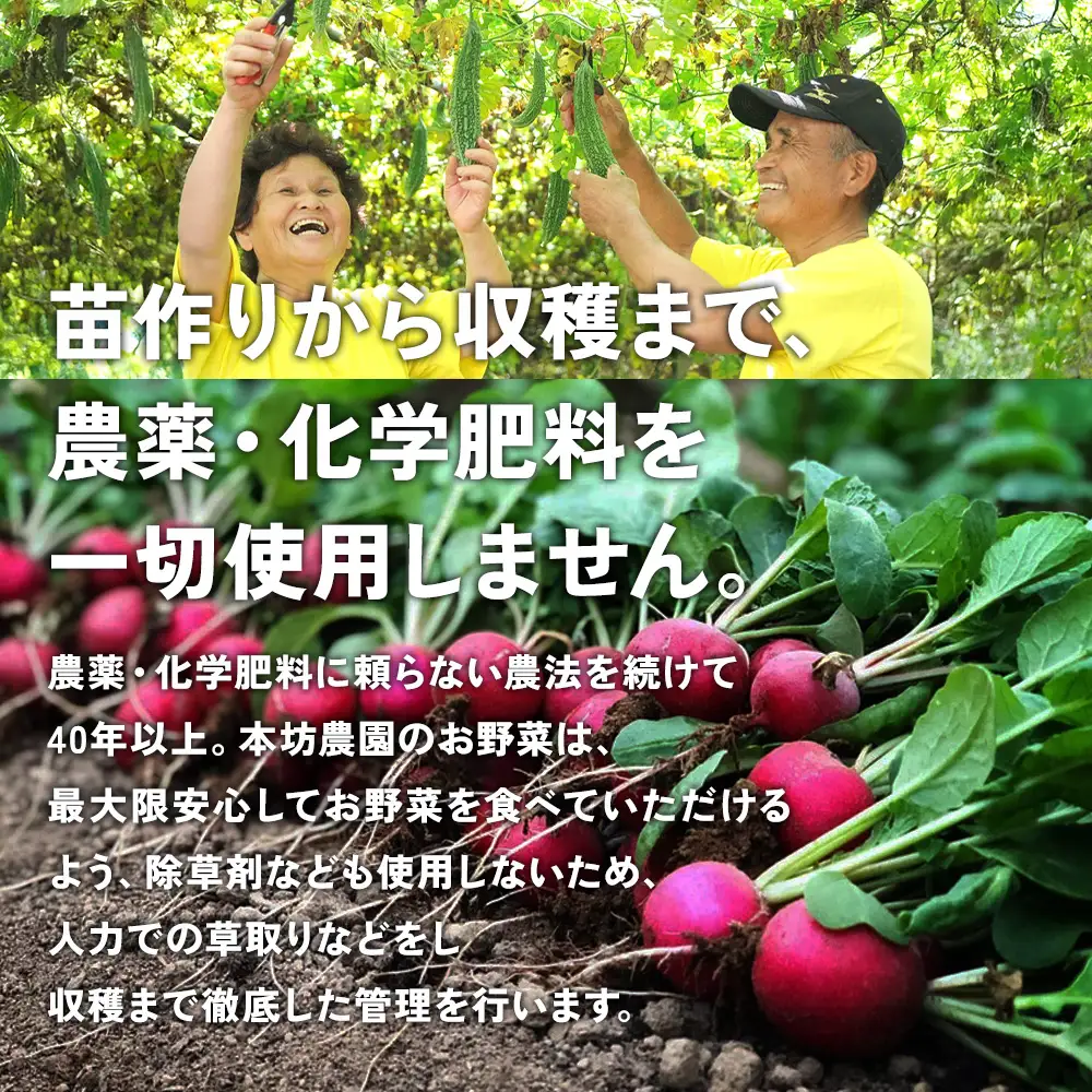 【12回定期便】特別栽培季節のお野菜セット 8品 野菜 無農薬 有機栽培 新鮮 やさい 旬 詰合せ 国産 宮崎県 九州 送料無料