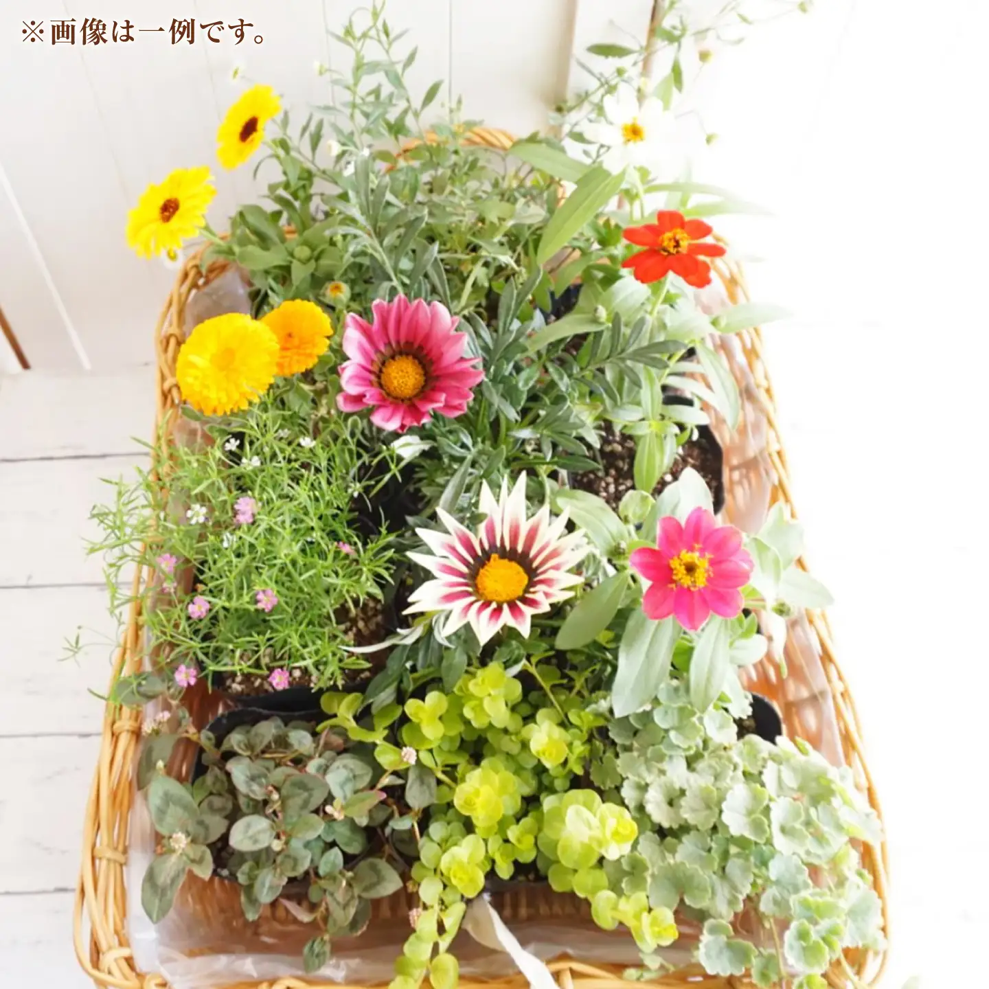 おまかせ花苗セット【M】 10-12ポット / 瑞浪市 中山園芸 セット おまかせ 苗 寄せ植え プレゼント フラワー 花 お花 花苗[AZDC011]