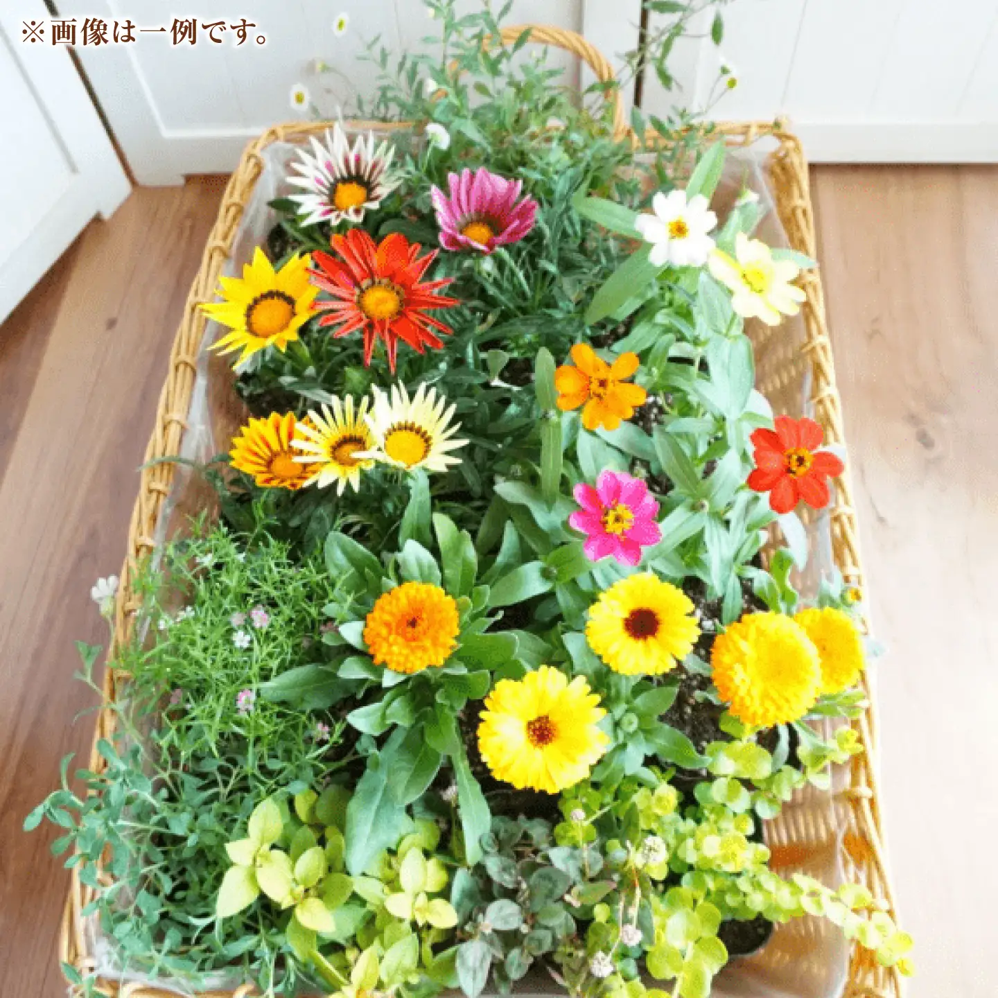 おまかせ花苗セット【L】 20-24ポット / 瑞浪市 中山園芸 セット おまかせ 苗 寄せ植え プレゼント フラワー 花 お花 花苗[AZDC012]