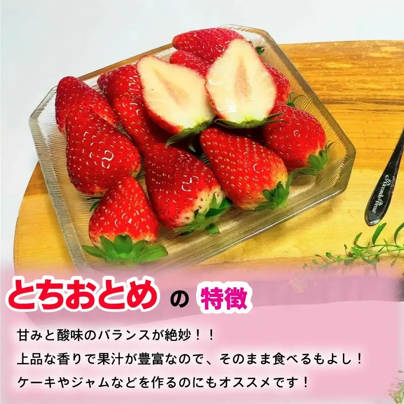 とちおとめ 約3kg いちご 【 とちおとめ 】 先行予約
