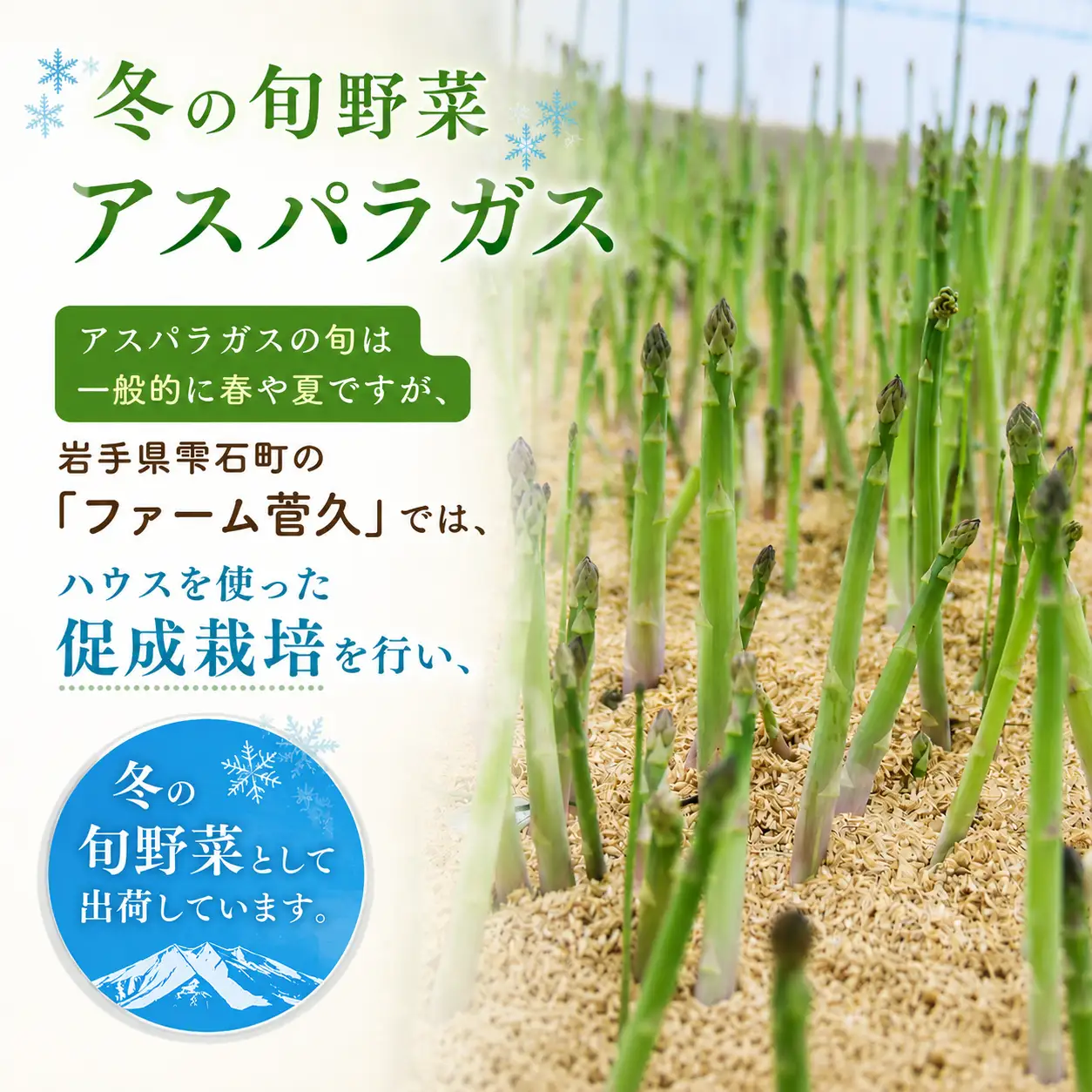 農家直送 国産 アスパラ M ～ LL 総量 500g 以上 【ファーム菅久】 アスパラガス グリーンアスパラ 旬 野菜 やさい 冬野菜 新鮮 産地直送 岩手県 雫石町 500グラム ５００g 大容量 甘い みずみずしい おすすめ 家庭用 プレゼント ギフト 料理 バーベキュー BBQ キャンプ お取り寄せ 冷蔵 人気 ハウス栽培