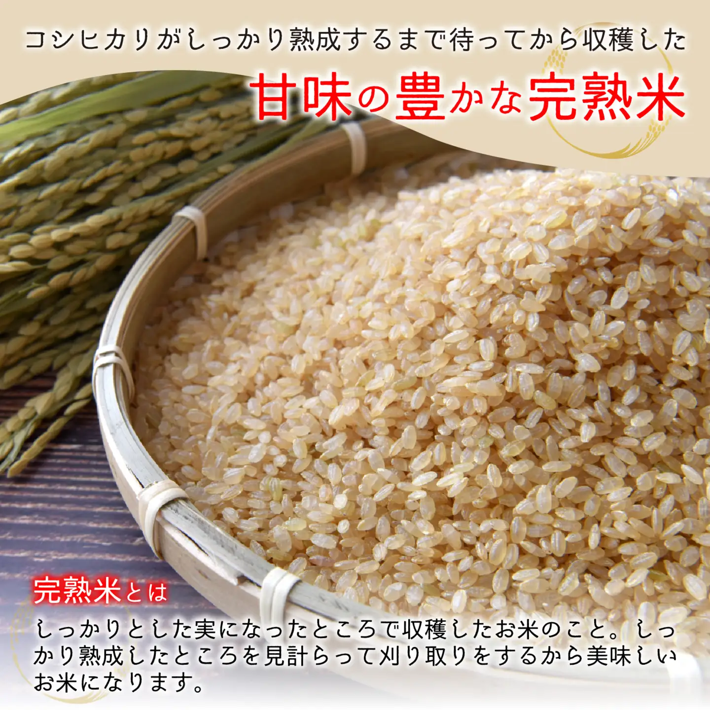【先行予約】【令和8年産 新米】【6ヶ月定期便】くらもち完熟米 コシヒカリ （玄米）5kg×6回　計30kg
