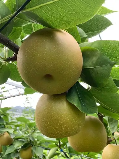 178-B1072 伊万里梨自宅用「甘太」（2.5kg）
