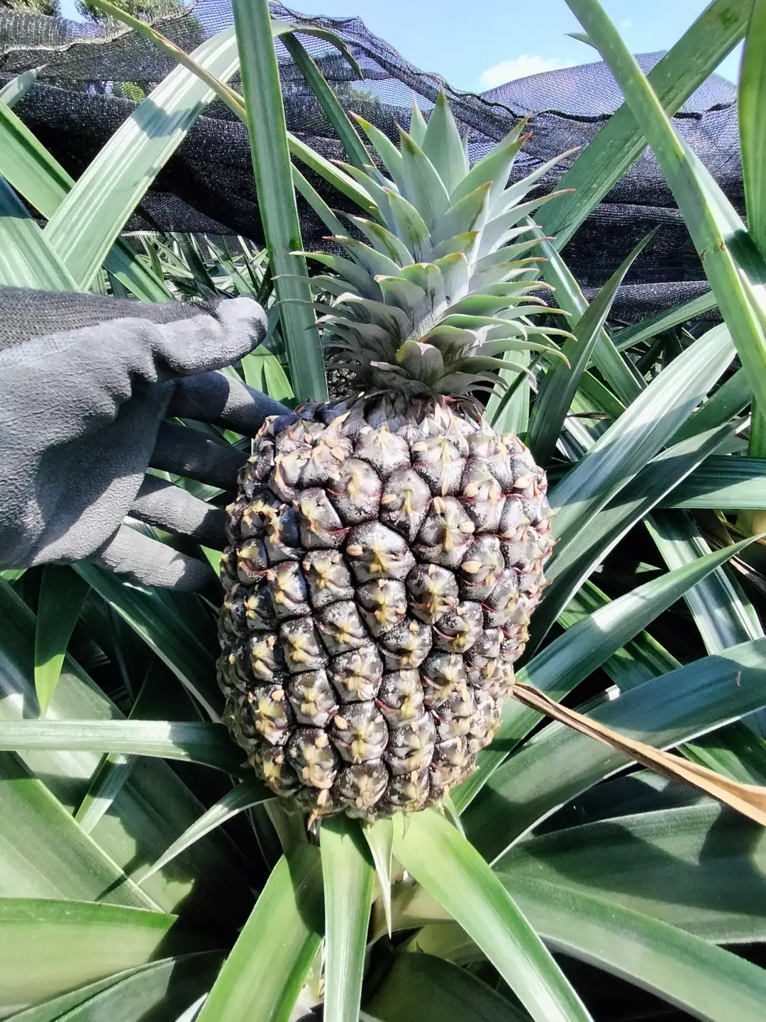 パイナップル ゴールドバレル 5～6玉 約9kg あいこ農園 