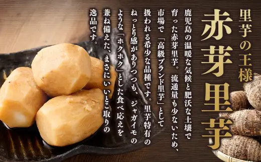 小さめ 赤芽里芋 約3kg 鹿児島県産 ねっとり濃厚 上品な旨味 【2027年1月中旬～3月中旬発送予定】 さといも 赤芽 里芋 ZS-6144