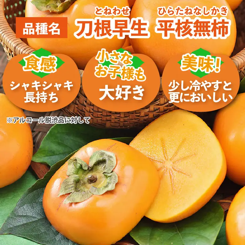 【先行予約】【2026年11月中旬以降発送予定】厳選！種なし！スッキリ甘みの越前柿 18個入  ／ 果物 フルーツ かき 種なし  産地直送 期間限定 ※2026年11月中旬以降発送予定 [aw031-a003_11]