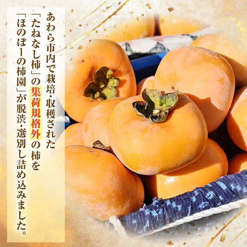 【先行予約】【訳あり】【2026年10月下旬～11月中旬に発送】 甘みすっきり！あわらのたねなし柿 約8kg（32個～40個）（ご家庭用）／ 果物 フルーツ 産地直送 期間限定 ※2026年10月下旬～11月中旬に発送予定 [aw031-a004_10]