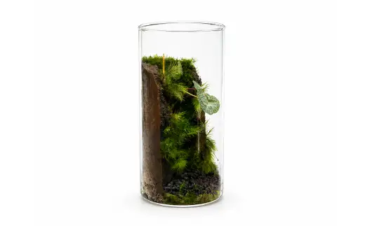 いやしの苔テラリウム筒 盆栽 苔 植物 インテリア 癒し 室内 観賞用 贈り物 贈答品 贈答用 ギフト プレゼント ガラス容器 空間