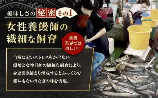 【7月13日までの入金確認で土用の丑の日までにお届け】めぐみうなぎ 白焼き 3尾 セット うなぎ 鰻 ウナギ 魚類 うな重 うな丼 晩ごはん 惣菜 おかず 贅沢 冷凍 国産 大阪府産 養殖 無投薬