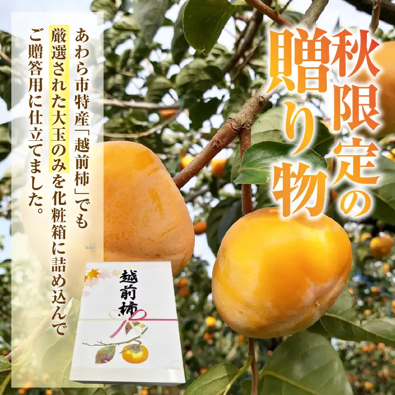 【先行予約】【2026年10月下旬～11月中旬に発送予定】秋の味覚を贈り物に！厳選「越前柿」大玉 9個（ご贈答用）／ 果物 フルーツ 産地直送 期間限定 ※2026年10月下旬～11月中旬に発送予定 [aw031-a005_10]