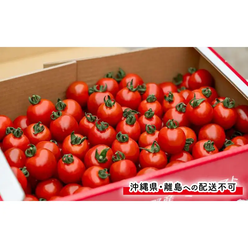 ミニトマト キャロル10 訳あり 富良野産 ミニトマト【約3kg】