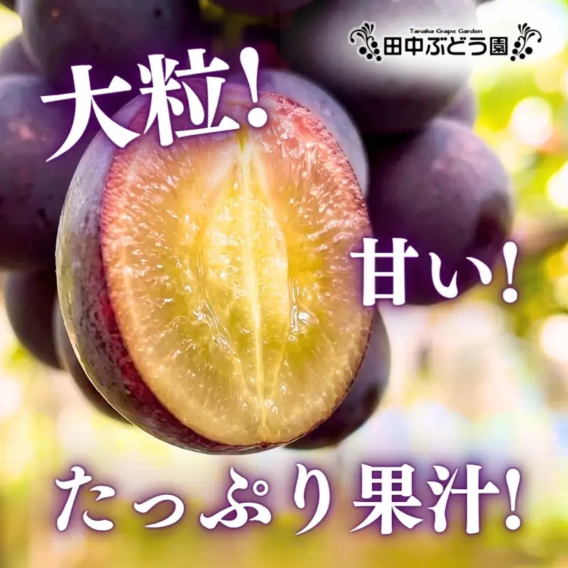 【2026年8月中旬頃出荷分先行予約】ぶどう ピオーネ ぶどう詰め合わせ 厳選 ピオーネ 約2.0kg（3～4房）