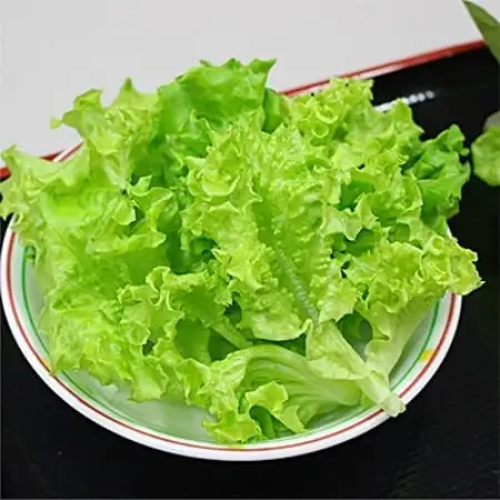 【植物工場で育ったレタス】「レタスのがっこう」1週間分(計7袋)【配送不可地域：離島・沖縄県】【1111022】