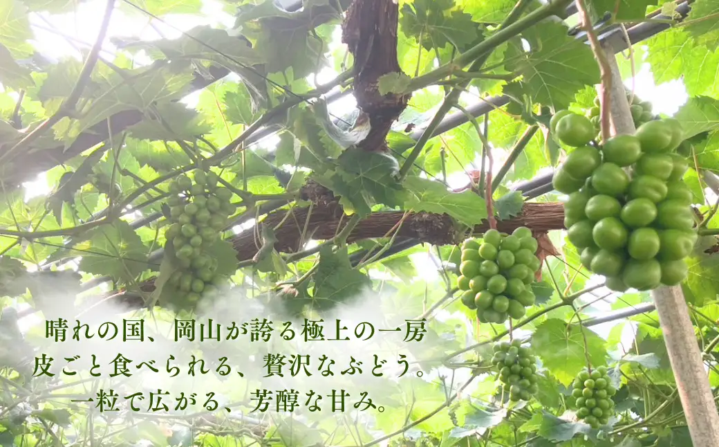 【先行受付】 シャインマスカット1kg | 岡山県産 シャインマスカット ぶどう 葡萄 甘い ジューシー フルーツ 果物 国産フルーツ 旬の果物 お取り寄せ 産地直送 人気 数量限定 先行予約 マスカット