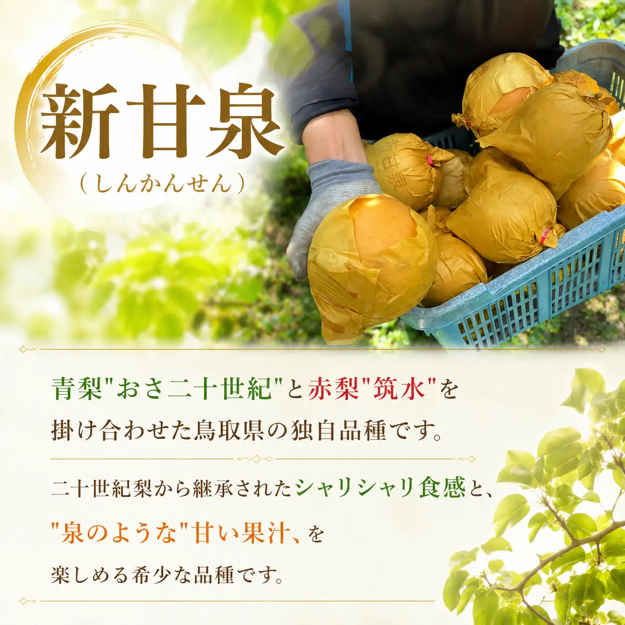 Y1095 新甘泉(赤秀) 2.5kg