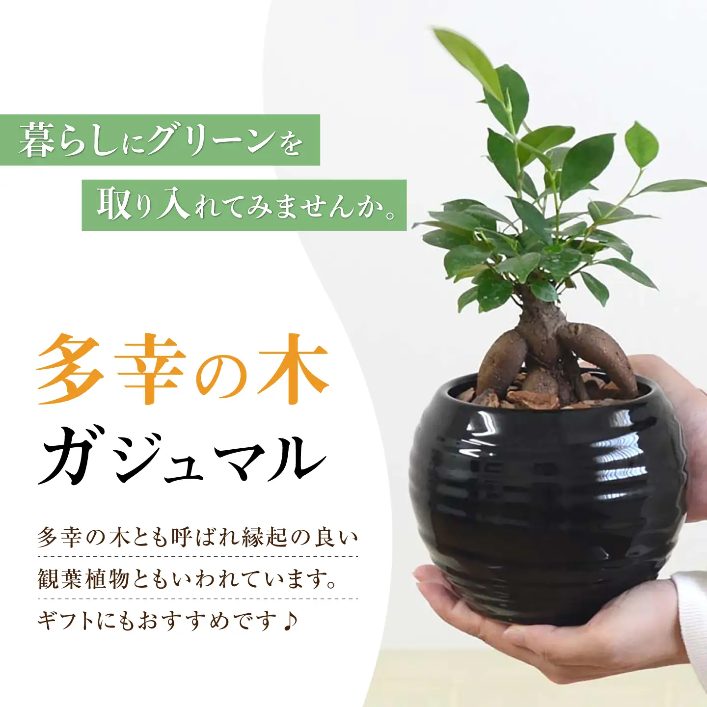 ガジュマル 3号 ボール型陶器鉢（黒）観葉植物 大村市 琴花園/観葉植物 室内 観葉 植物 ガジュマル インテリア 小さめ[ACYK046]